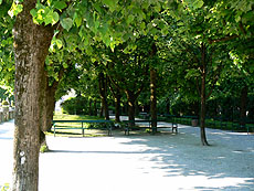 ミラベル庭園の並木道
